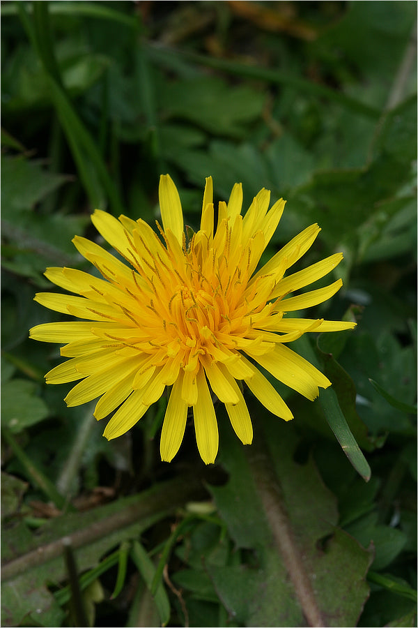 Dandelion Root Extract
