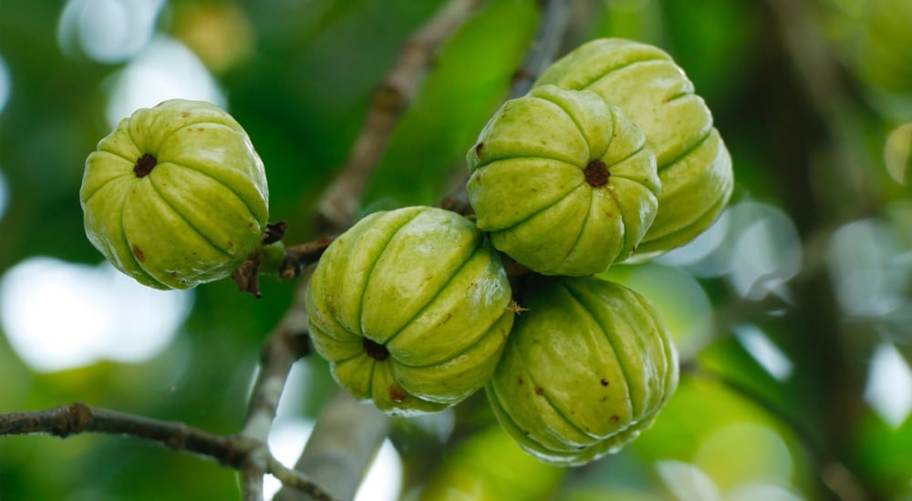 Garcinia Cambogia