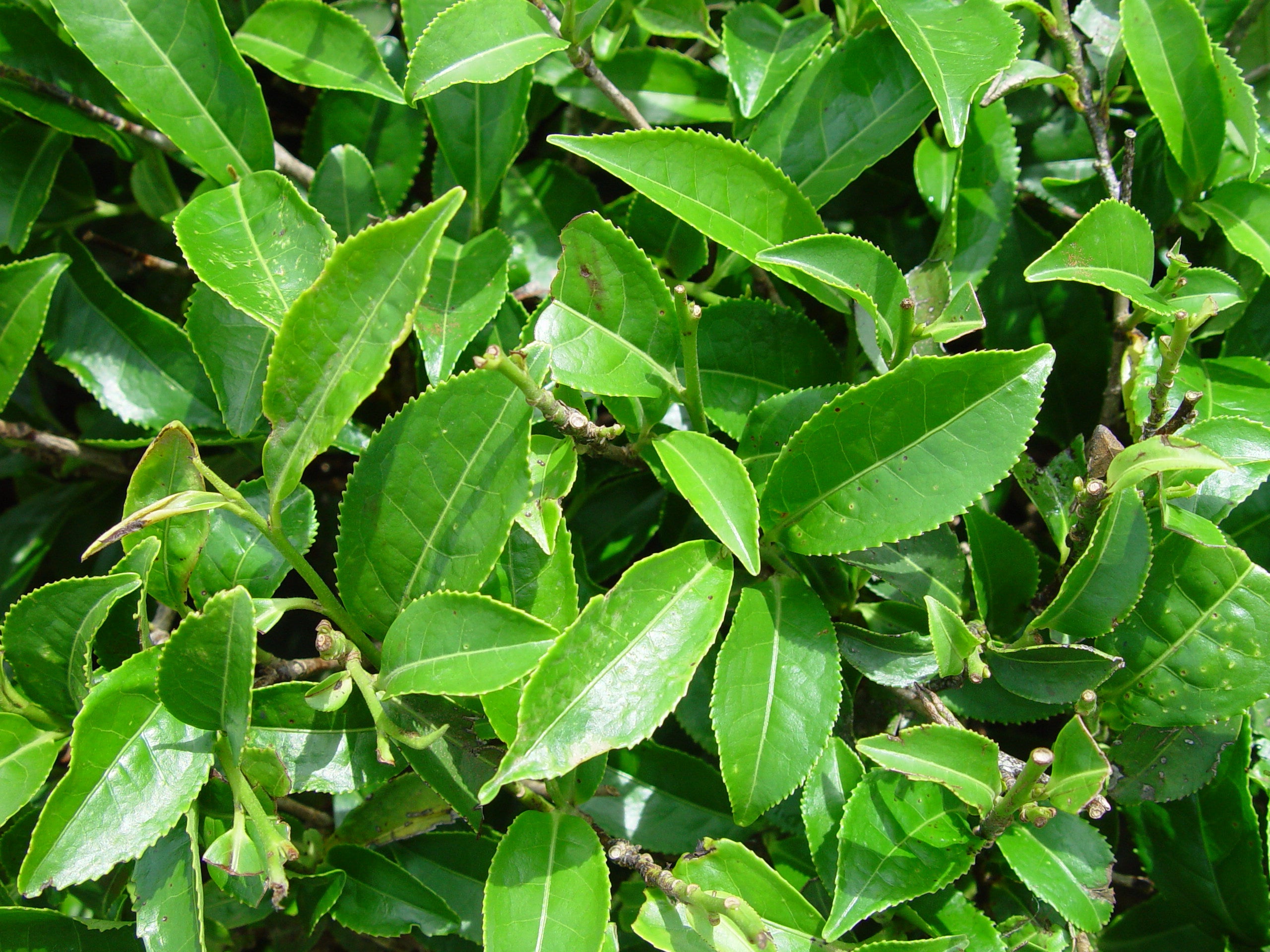 Green Tea Extract