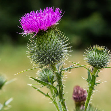 Milk Thistle Extract