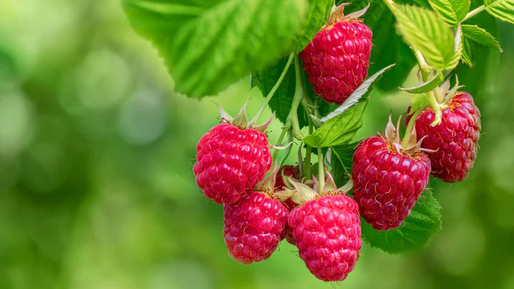Raspberry Ketones