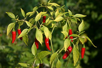 redpeppers